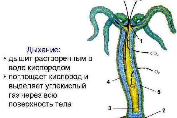 Кракен даркнет площадка ссылка