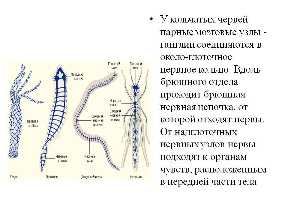 Kraken что это за сайт