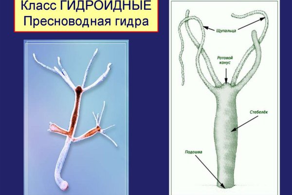 Кракен почему не заходит